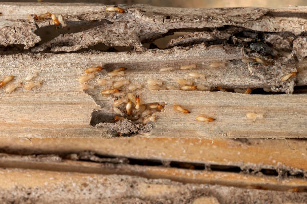 Best Affordable Pest Control Services  in Mount Wolf, PA