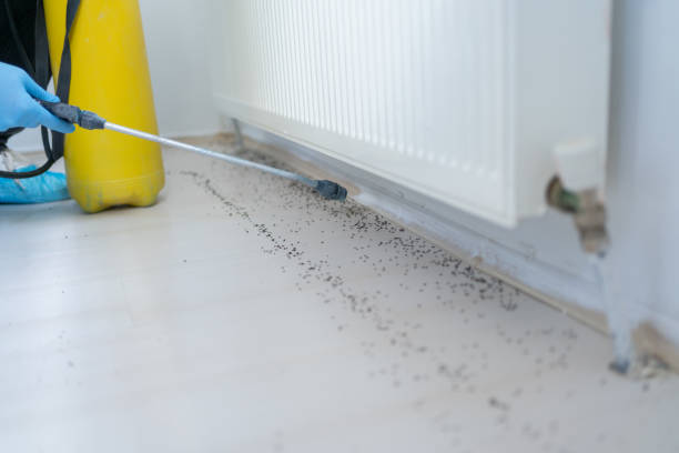 Best Wasp Removal Services  in Mount Wolf, PA